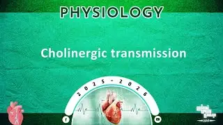 L9: Cholinergic transmission; Physiology 