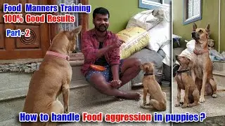 How to train Wait Command & handle Food aggression in Puppies - Part 2 - 100% Live results