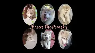 Threees the Pomsky | Threees Marias