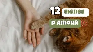 12 signes qui prouvent que votre chat vous consid&egrave;re comme son parent.