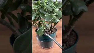 How To Water To Prevent Root Rot