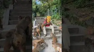must beautiful video || Helping monkeys