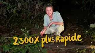 UNE FOURMI PLUS RAPIDE QU'UN GUEPARD !