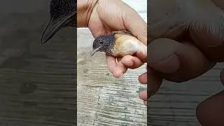 TROTOLAN MURAI HASIL NGOMBYOK DI KIOS BURUNG❗ JANTAN ATAU BETINA? #tutorial #trotolmuraibatu #shots