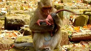 OH ! FIRST SIGN OF WEANING ! THIS IS A BABY MONKEY DELENA&rsquo;S FIRST LESSON.