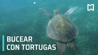 Akumal, santuario de tortugas en la Riviera Maya - Expreso de la Mañana