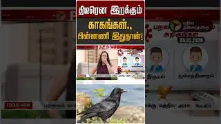 திடீரென இறக்கும் காகங்கள்., பின்னணி இதுதான்! | Crow | H5N1