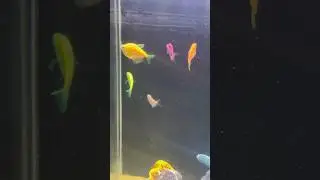 Widow tetra fish 🐠| #widowtetra #tetra #fish #fishtank #aquarium #aquariumfish #ytshorts #shorts