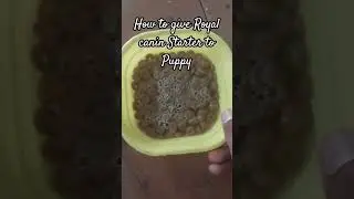 How to give royal canin starter to puppy