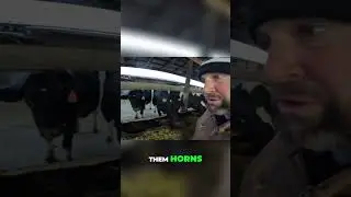 Коровьи рога с утолщениями: самая дружелюбная корова с ПРЕДУПРЕЖДЕНИЕМ! #шорты