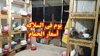 يوم في السلاكه ومشاهدة جميع الحمام عندي ومعرفة الأسعار لكل نوع