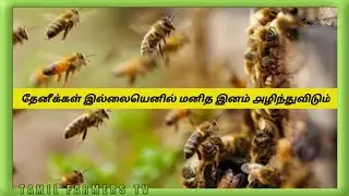 Without Bees The Human Race Would Be Extinct On Earth | Tamil Farmers TV