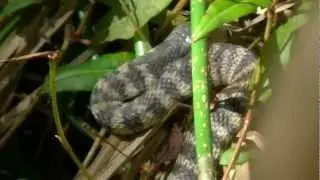 40cm TIGER SNAKE (with Matt and James)