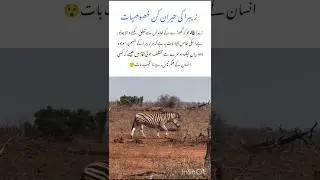 The zebra facts🦓 | Amazing Wildlife Animal #zebra #naturefacts #nature #wildlife #shorts