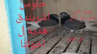 متع عينك ياغوي👌احلي بلق #بكل الالون٠١٠٦٣٣٥٩٩٠٩وقص غزار بعيالهم دعم للشباب