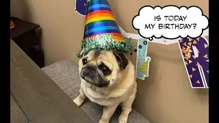 Surprise Birthday Pug Party