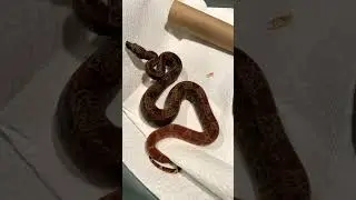 Img hypo fire boa #imgboa #imghypo #imgfire