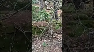 Red squirrel eating peanuts in Maine