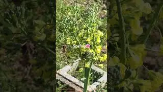 Bee on a broccoli flower 🌸 🐝