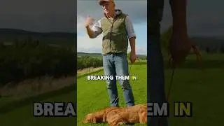 Don&rsquo;t break your dog down, Build them up! #gundogtraining #yourdog  #mordorgundogs