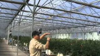 Roses 2 Go and A Dozen Roses Rose Farm Greenhouse Structure and Growing Environment