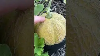 When to Harvest Cantaloupe #harvest  #shorts