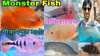 মনস্টার ফিস শ্রীরামপুর মাছের হাটে | Aquarium Fish Serampore Hat | Monster Aquarium Fish Shrirampur 🐟