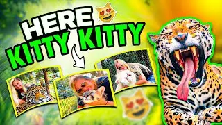 Cat Calling Big Cats?! HERE KITTY KITTY