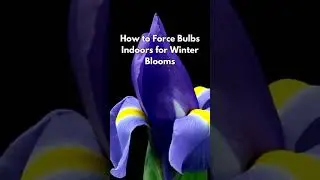Bring Winter to Life with Indoor Blooms