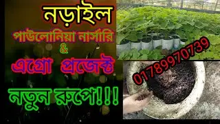 নড়াইল পাউলোনিয়া নার্সারি & এগ্রো প্রজেক্ট নতুন রুপে!!|পাউলোনিয়া গাছ কোথাই পাওয়া যায় | paulownia tree