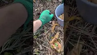 Growing onions using syntropy! #onion #cultivation #syntropy #vegetablegarden #orchard