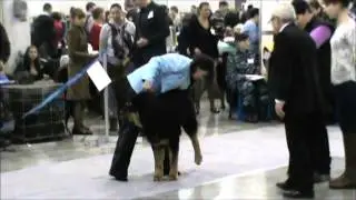 Россия 2014, CACIB класс щенков
