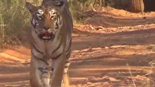 Maya Tigers head on   Amazing sighting
