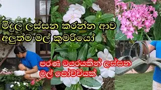 ටිකෙන් ටික මලින් පිරෙන මගේ පුංචි මිදුල
