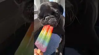 ASMR Eating Sound 🎧 Adorable Black Pug Doggy Is Enjoying His Pupsicle 🐶 Very Refreshing 😋 #yummy