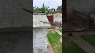 All Pets In Danger😱 #parrot #birds #petvlog #pigeon #minizoo #pets #minivlog
