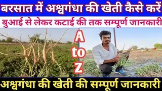 बरसात में अश्वगंधा की&zwnj; खेती कैसे करें || अश्वगंधा की&zwnj; खेती कैसे करें || Ashavgandha ki kheti