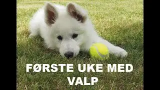 Første uke med valp. Forberedelser, innkjøp og oppdragelse