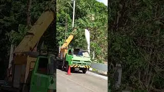 Trim several paper trees near 20 kv line