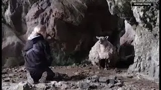 'World's loneliest sheep' rescued after spending 2 years in cave