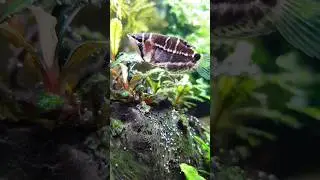 Крестовый шоколадный гурами#chocolategourami #sphaerichthysselatanensis