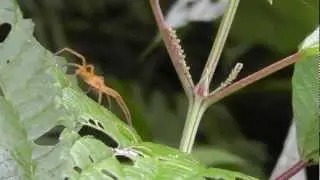 🐝 Japan Orange Huntsman Spider - Order Araneae Family Sparassidae - Real Japan Monsters