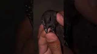 Ayyam Cemani Black toung chick's #1000subscriber #ayyamcemani #blackgosht #animals #birds #chicken