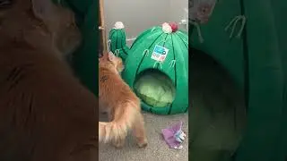 Want to Give your Bored Cat an Adorable Cat Bed? #cattoys #bestcat #catbed