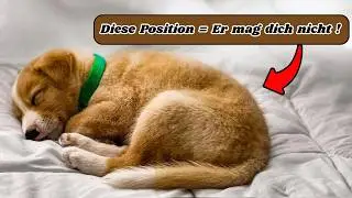 Achtung! Was die Schlafposition deines Hundes über dich und eure Beziehung aussagt!