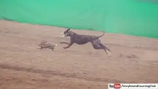 rabbit and greyhound race