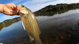 White Bass Fall Run Fishing Time East Tennessee