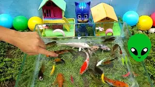 Unboxing cute ornamental fish, koi fish, molly fish, guppy fish, goldfish, glowfish, redfin shark