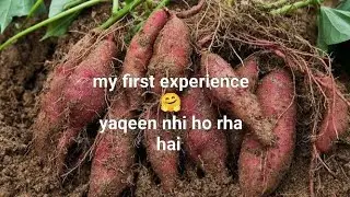 Maine kitchen West se sweet potato harvest kiya🍠firs time shakar kand/Sweet potato grow kiya🍠enjoy🤗