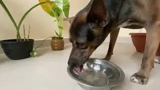 ASMR Dog Drinking Water - 48 seconds